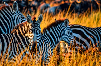 wildlife photography,how to photograph beautiful scenes at masai mara national reserve in kenya; zebra on brown grass field during daytime