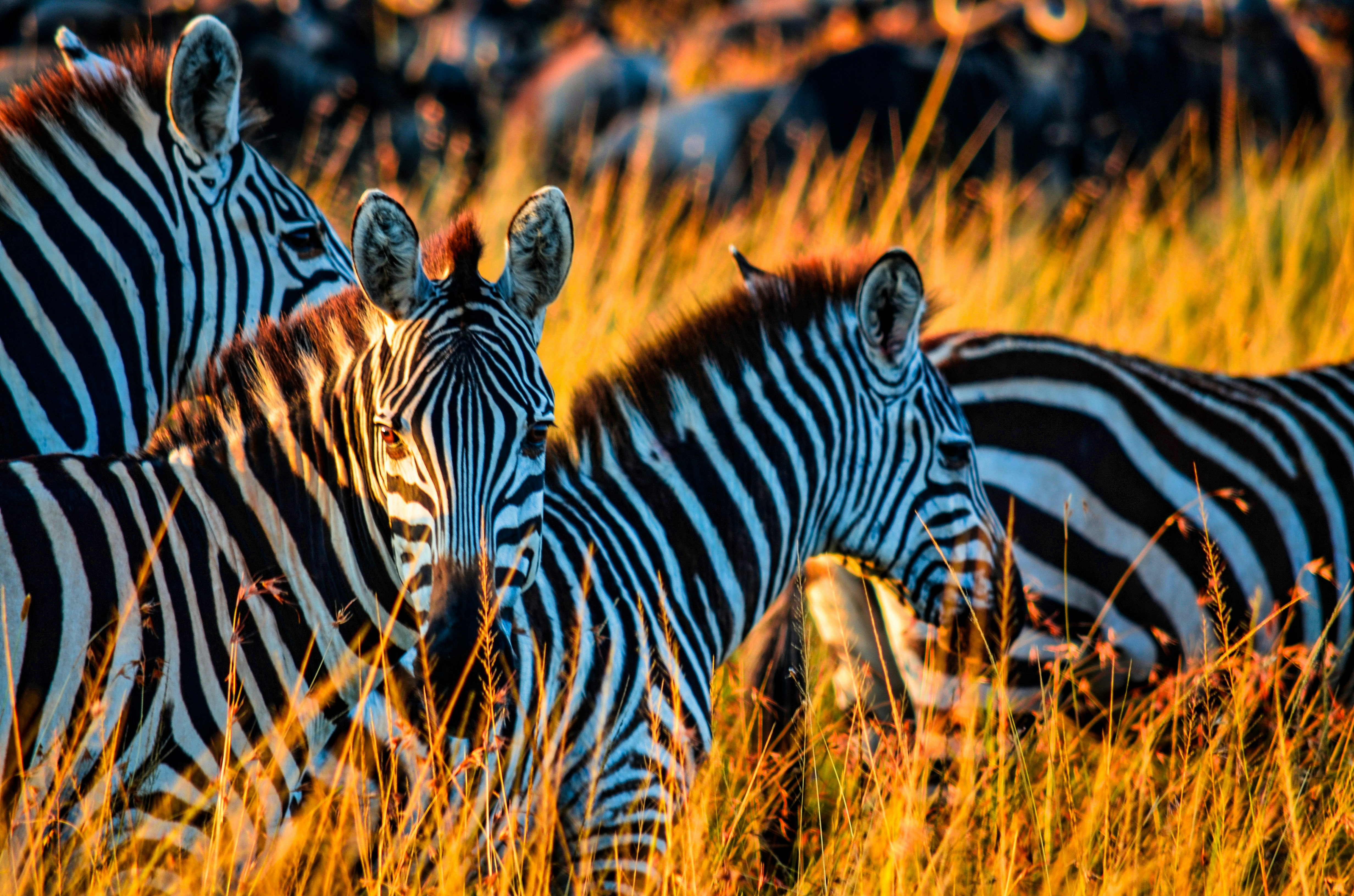 great photo recipe,how to photograph beautiful scenes at masai mara national reserve in kenya; zebra on brown grass field during daytime
