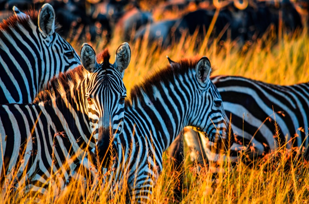 zebra sul campo di erba marrone durante il giorno