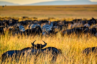 group of zebra on green grass field during daytime