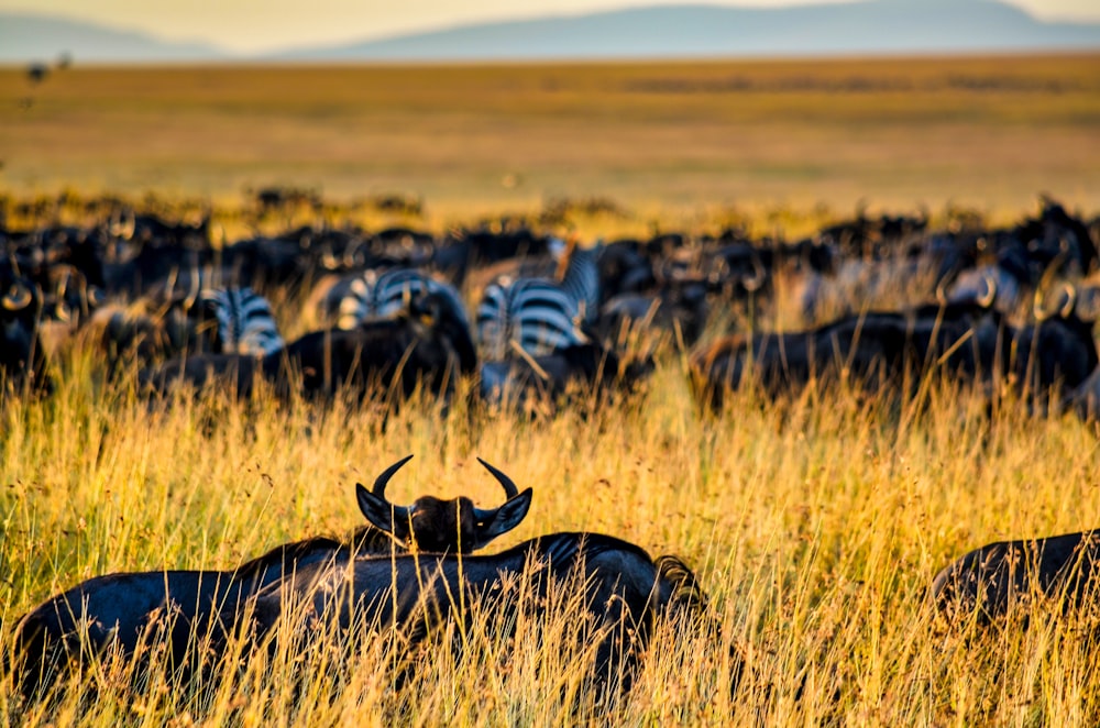 Zebragruppe tagsüber auf grünem Grasfeld