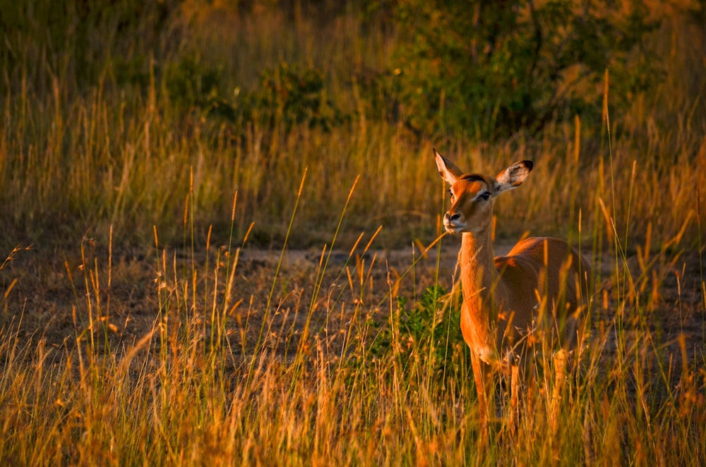 brown deer on green grass field during daytime