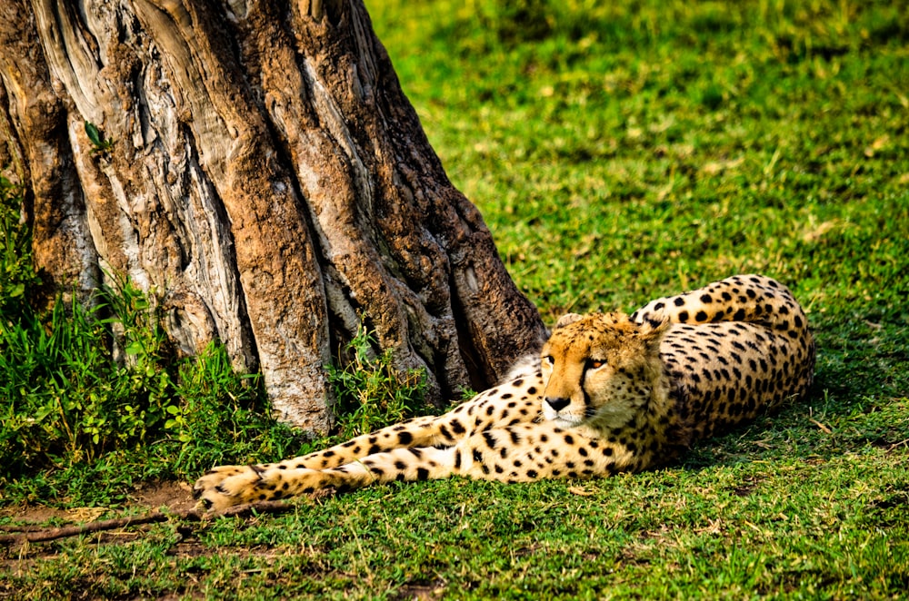 guepardo marrón y negro tumbado en la hierba verde durante el día
