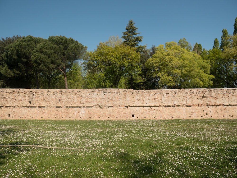 campo de hierba verde con árboles verdes bajo el cielo azul durante el día