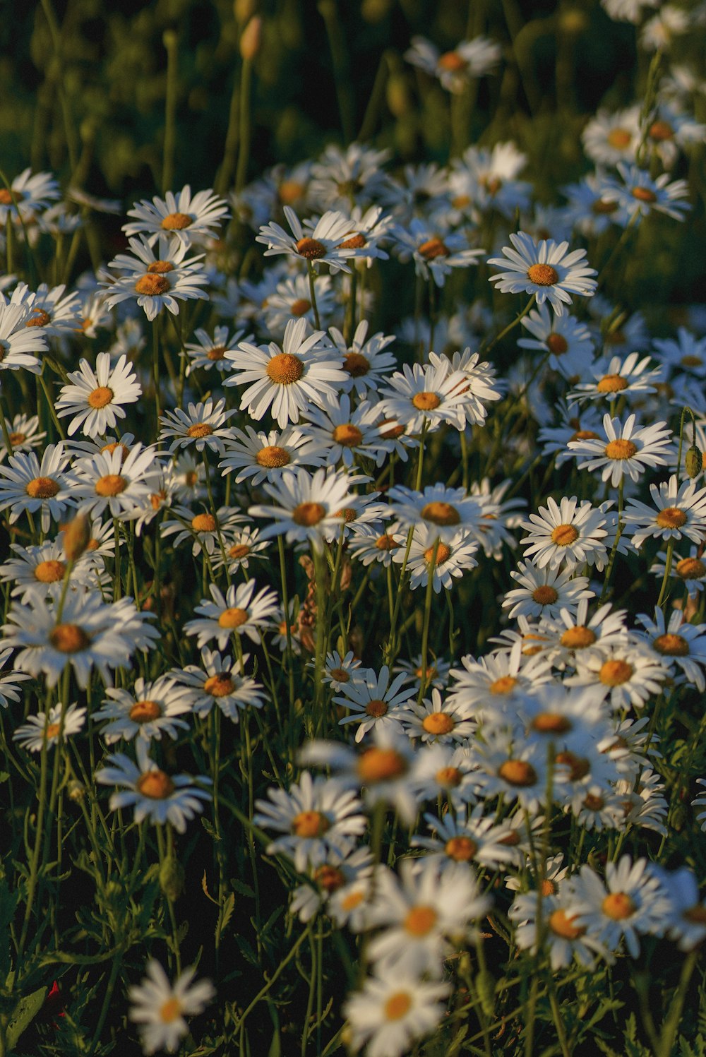 weiße und gelbe Gänseblümchenblüten