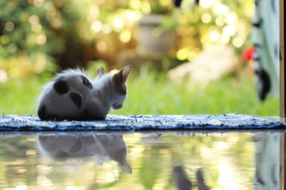 white and black cat on blue textile