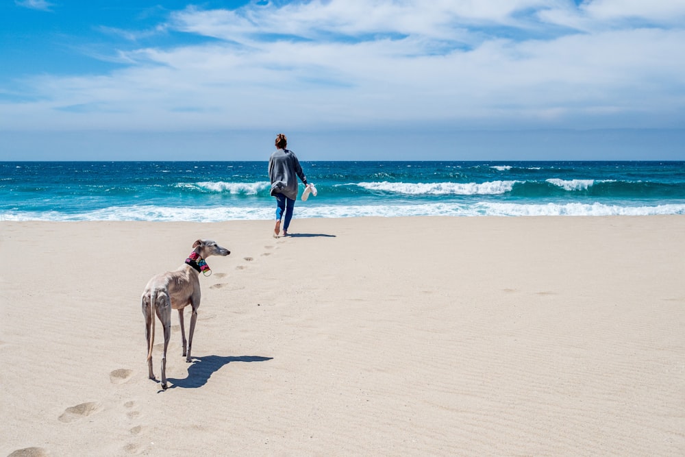 昼間、浜辺で茶色の短いコートの犬のそばに立つ青いジャケットの女性
