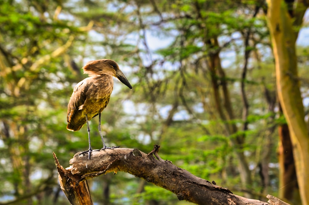 pájaro marrón en la rama de un árbol marrón durante el día