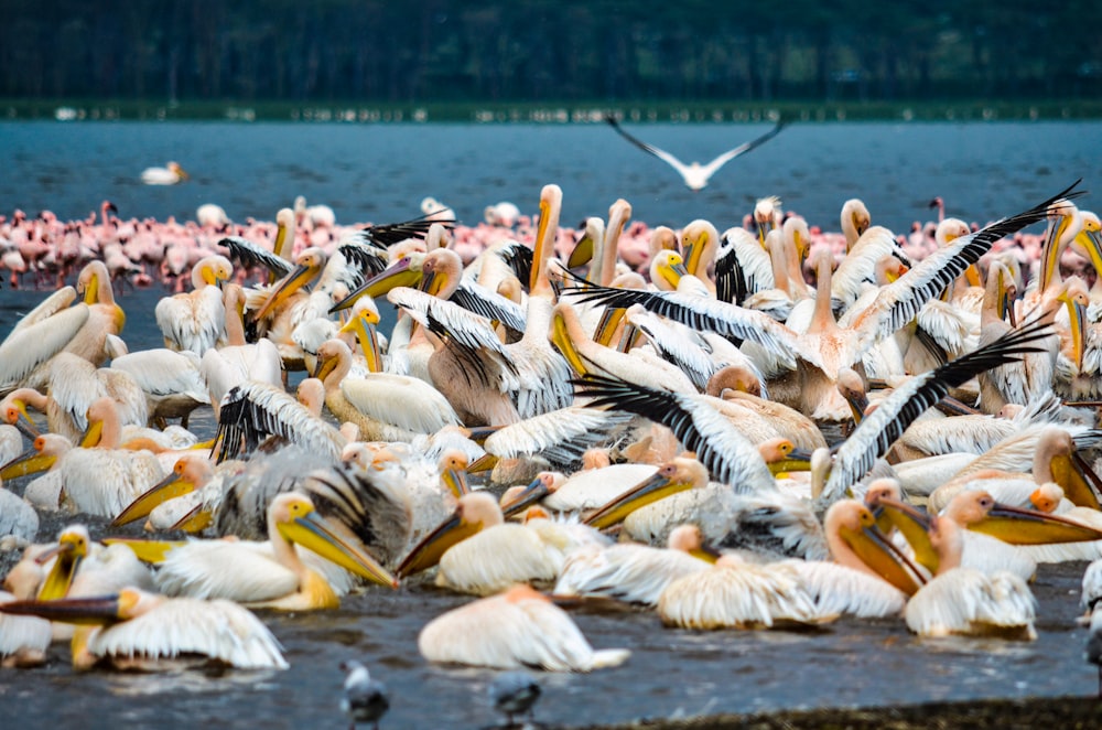 flock of pelicans on water during daytime