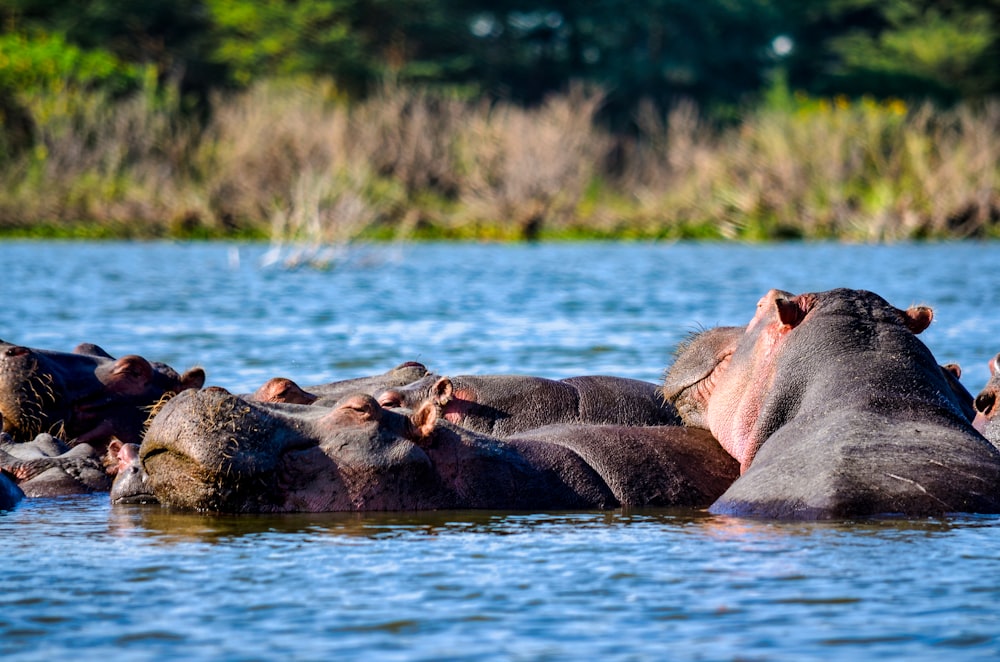 brown animal in river during daytime