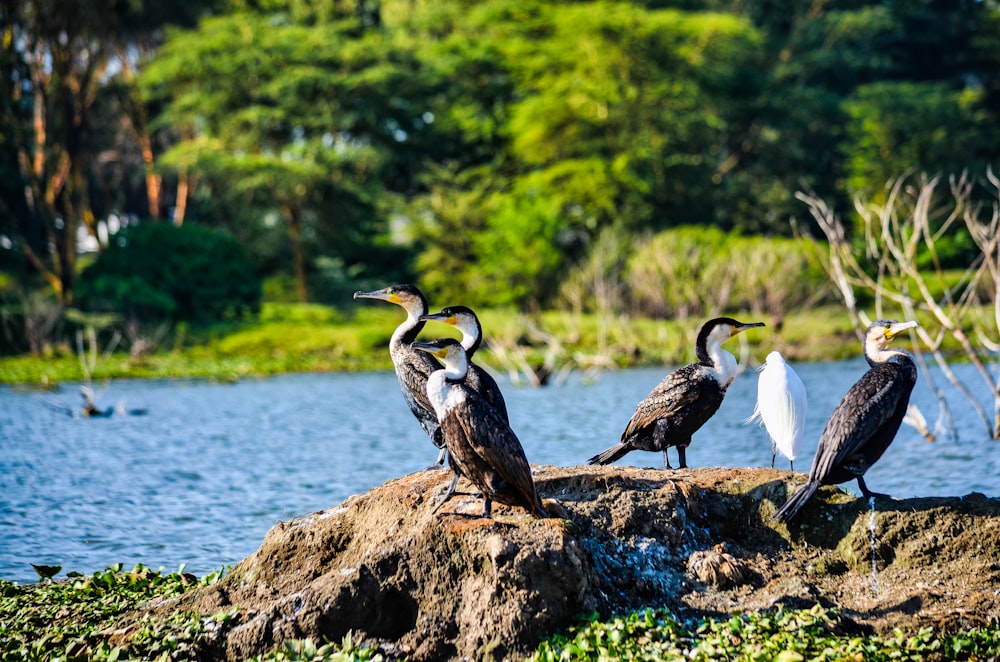 Dos pájaros blancos en una roca marrón cerca del cuerpo de agua durante el día