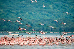 flock of birds flying over the sea during daytime