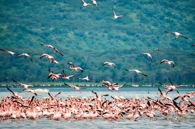 flock of birds flying over the sea during daytime