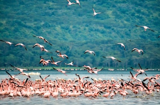flock of birds flying over the sea during daytime