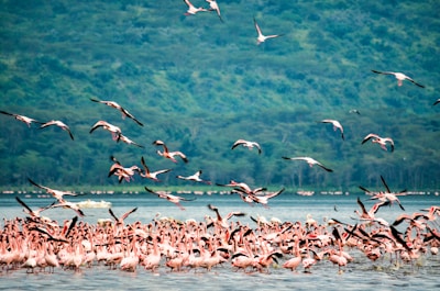 flock of birds flying over the sea during daytime