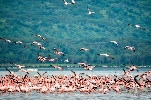 flock of birds flying over the sea during daytime