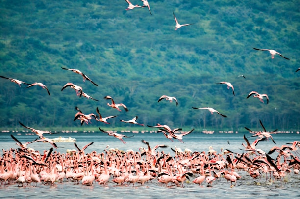 flock of birds flying over the sea during daytime