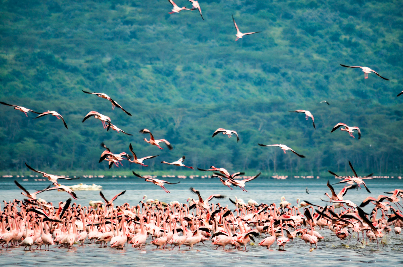 Lake Bogoria National Reserve