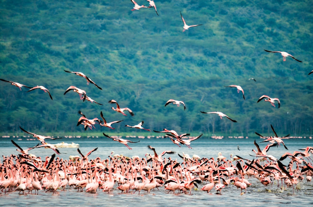 bandada de pájaros volando sobre el mar durante el día