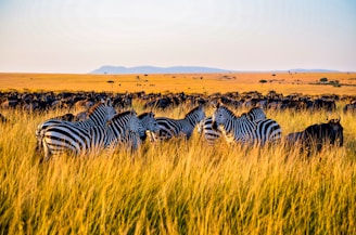 zebra on brown grass field during daytime