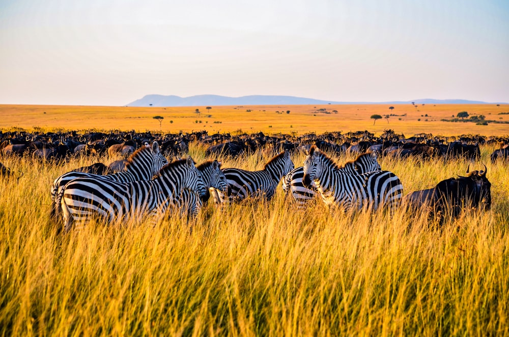 zebra on brown grass field during daytime
