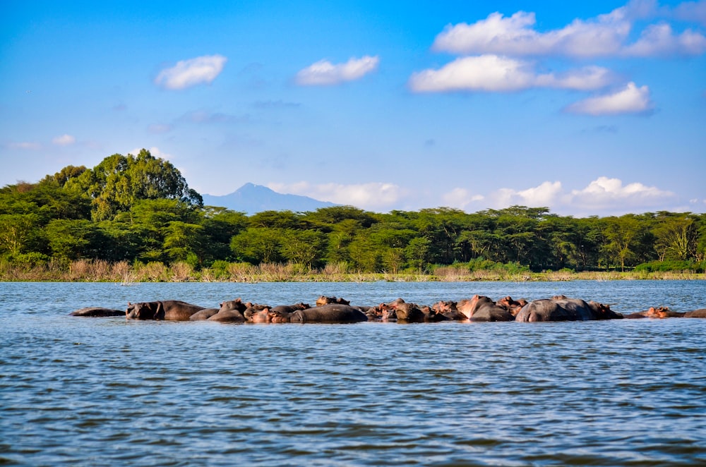 Rocas marrones en el cuerpo de agua durante el día