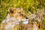 Close-up of a lion lounging amid tall grass during a safari adventure.