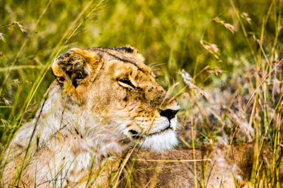 Close-up of a lion lounging amid tall grass during a safari adventure.