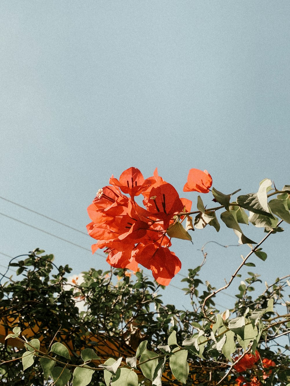 flor roja con hojas verdes