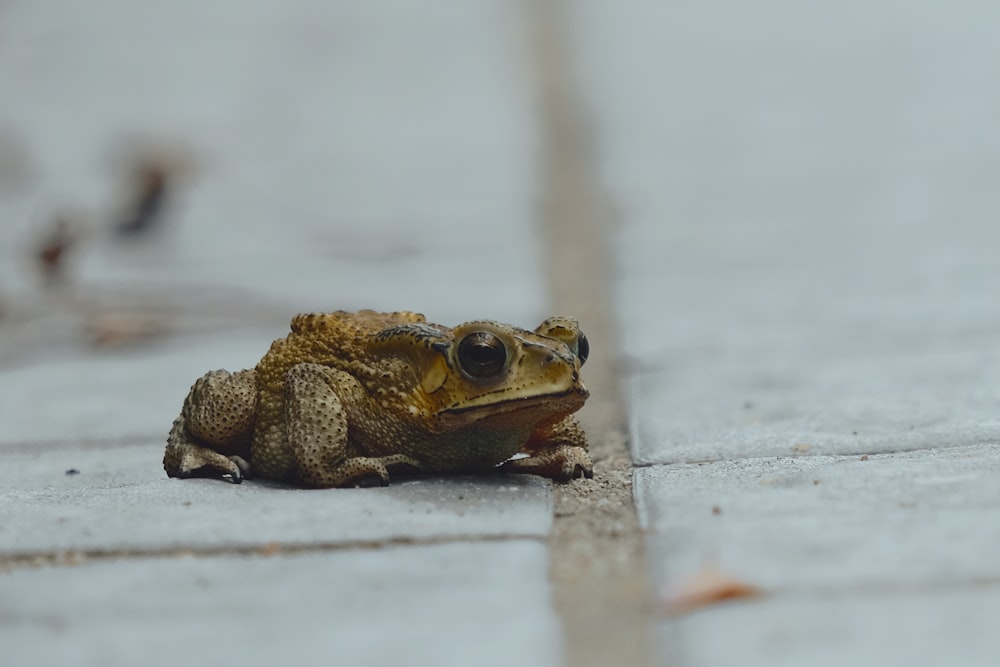 brown frog on white wooden surface