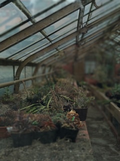 A greenhouse filled with various potted plants and succulents on a raised bench. The structure has a transparent glass roof supported by metal beams, allowing natural light to filter in. Plants are in different states of growth with diverse textures and colors, adding to the natural ambiance of the space.