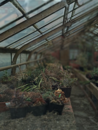A greenhouse filled with various potted plants and succulents on a raised bench. The structure has a transparent glass roof supported by metal beams, allowing natural light to filter in. Plants are in different states of growth with diverse textures and colors, adding to the natural ambiance of the space.