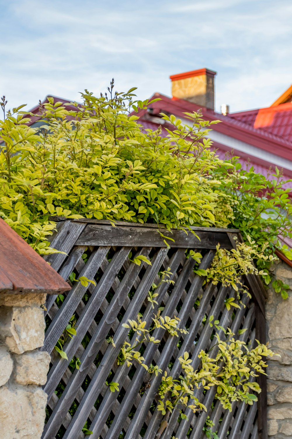 green plant beside brown wooden fence