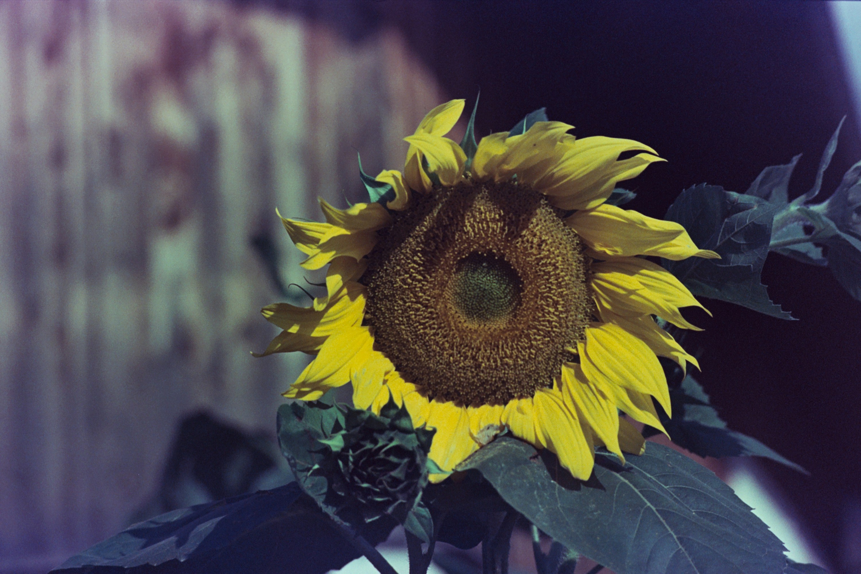 tournesol jaune en gros plan photographie