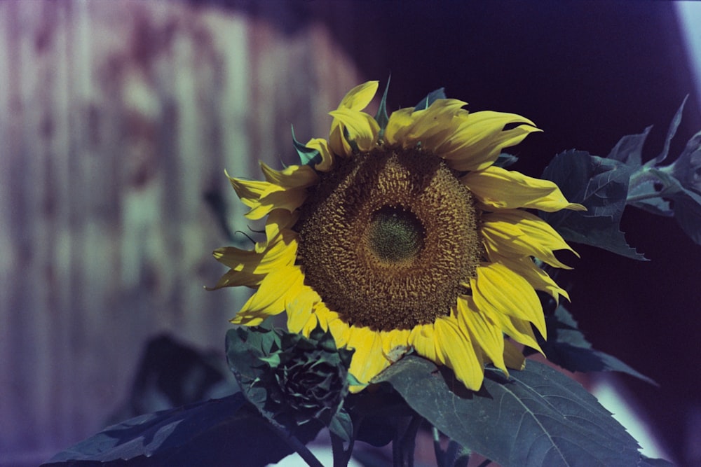 yellow sunflower in close up photography