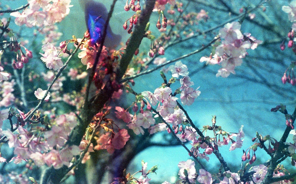 flores cor-de-rosa e brancas no galho da árvore