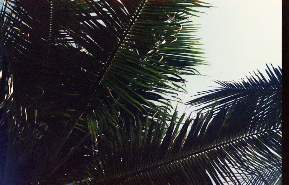 green palm tree under white sky