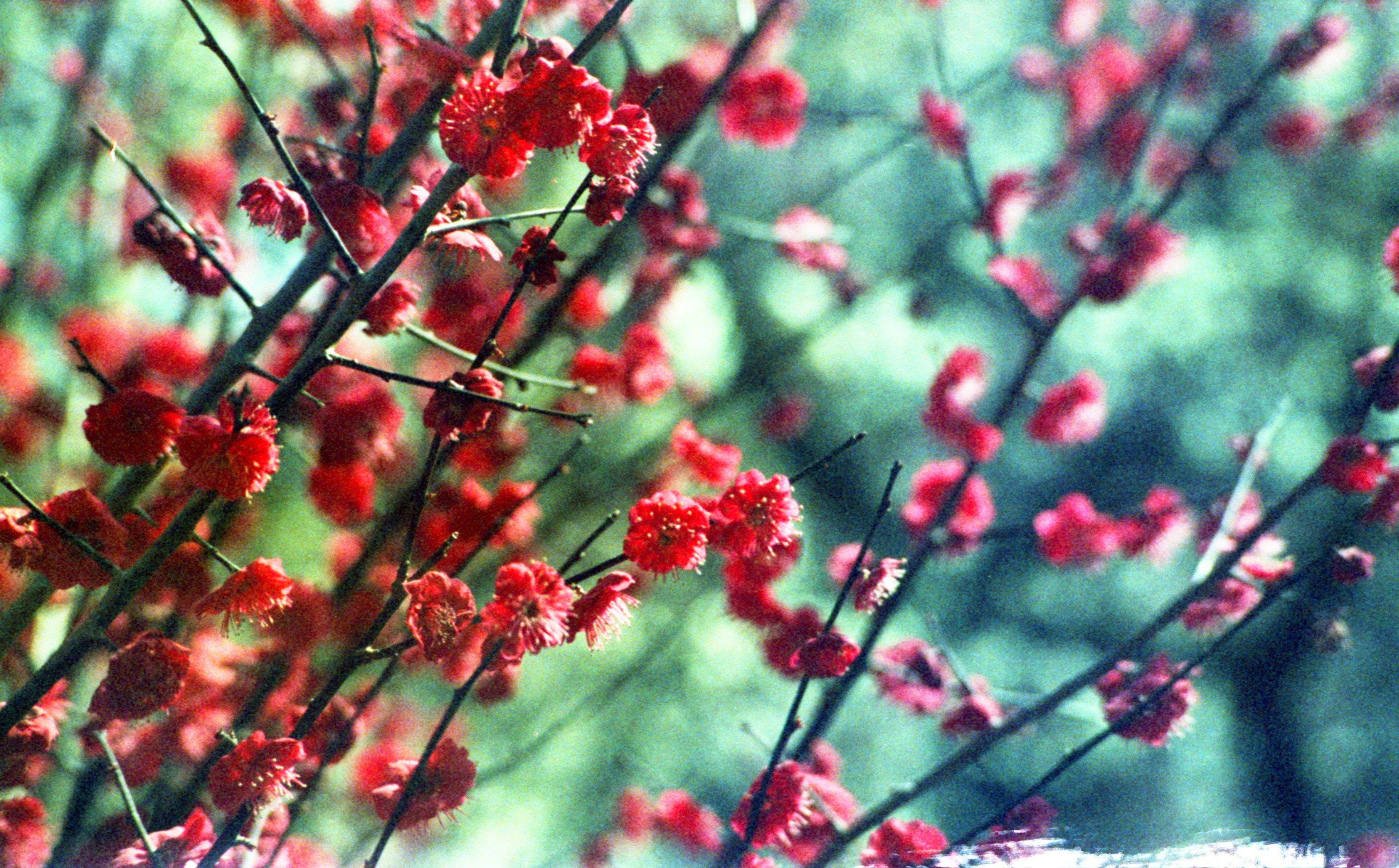 Photo by delfantastic