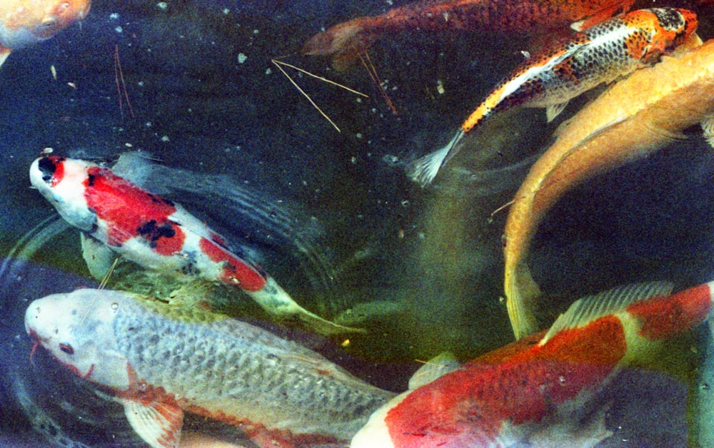 white and orange koi fish