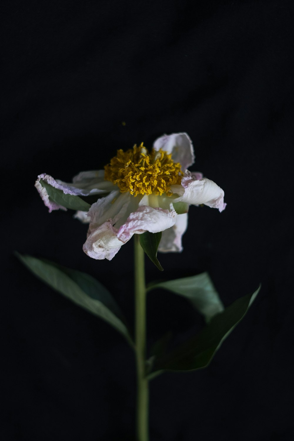 white and yellow flower with green leaves