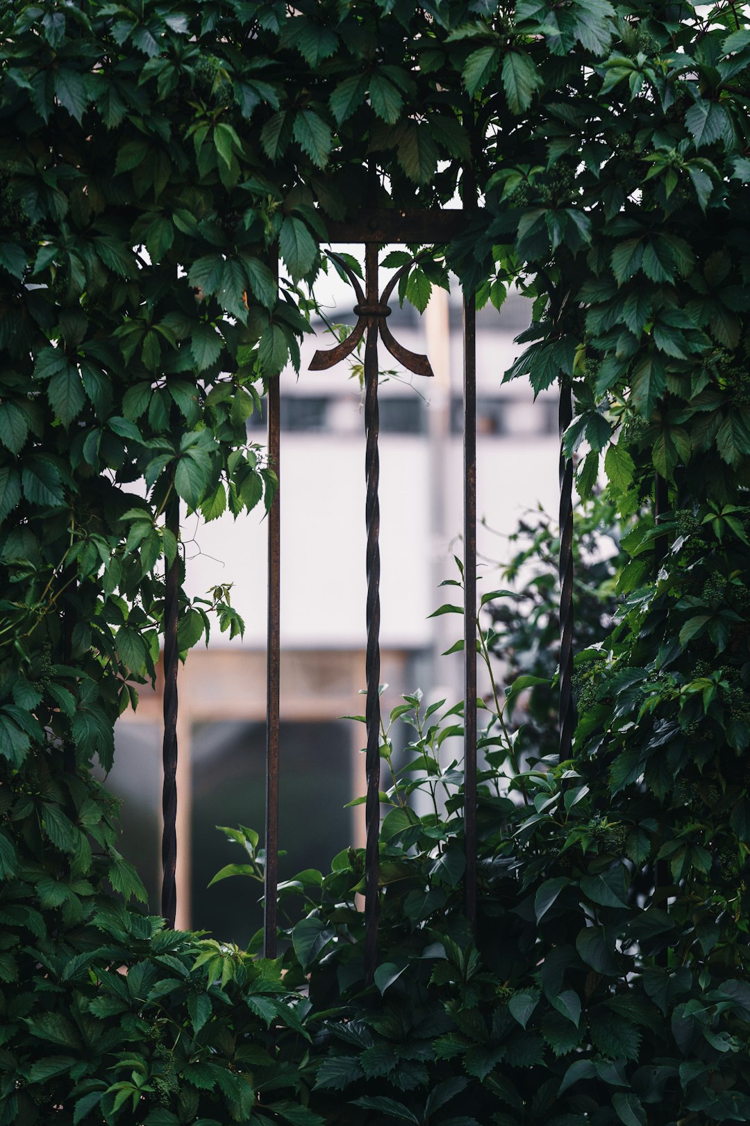 green plant near brown metal fence