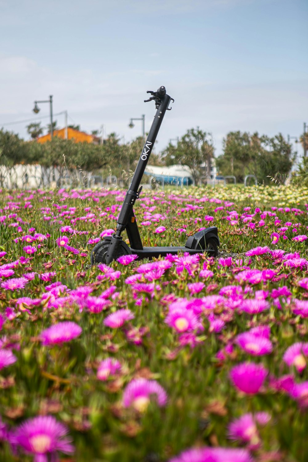 black camera on pink flower field during daytime