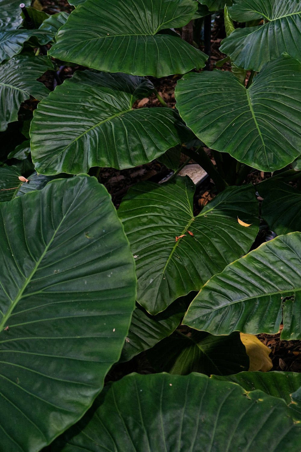 folhas verdes na fotografia de perto