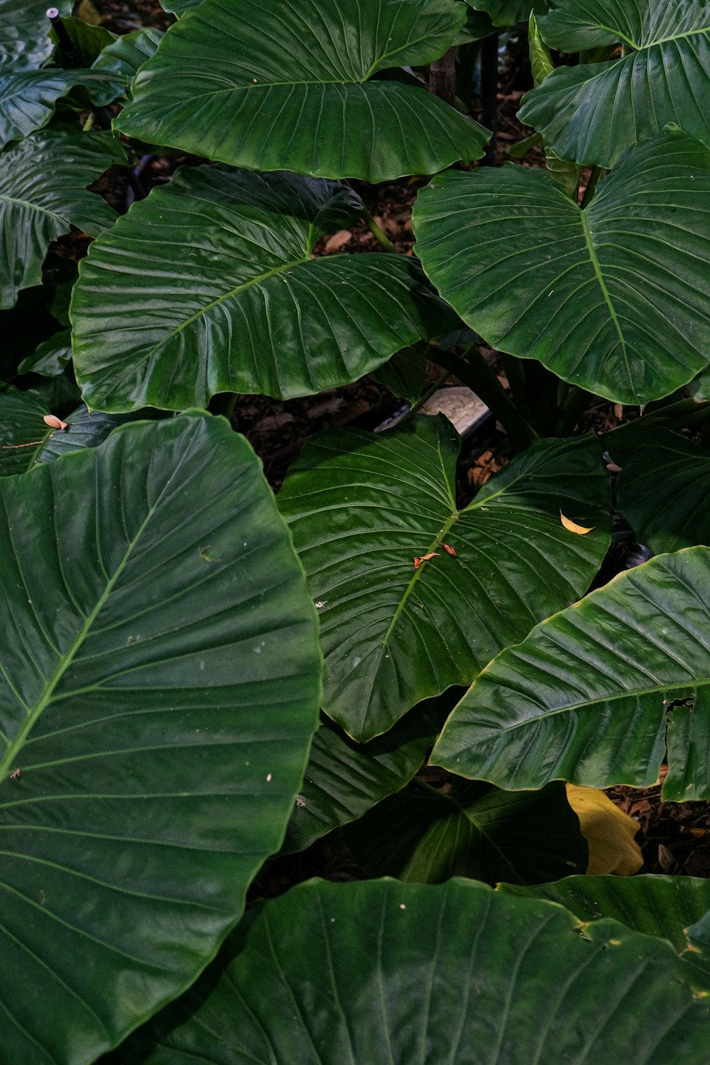 foglie verdi in primo piano fotografia