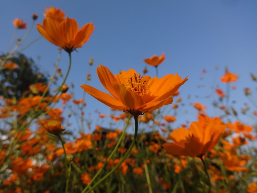 yellow flower in tilt shift lens