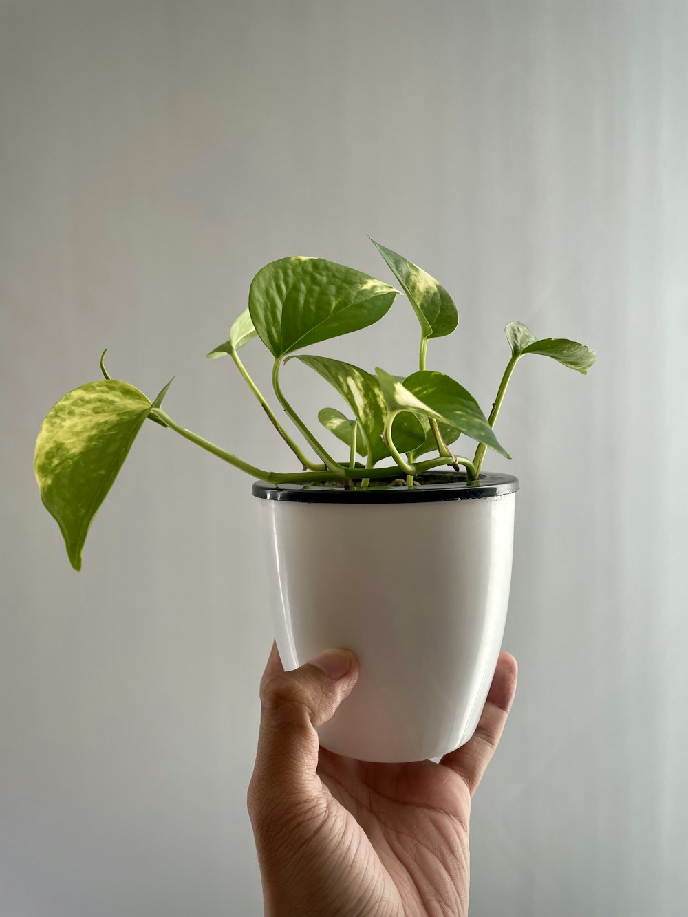 green leaves on white ceramic mug