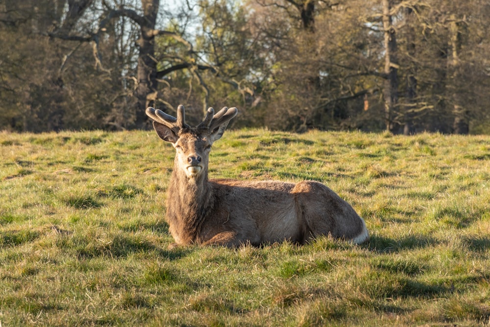 brown deer on green grass field during daytime