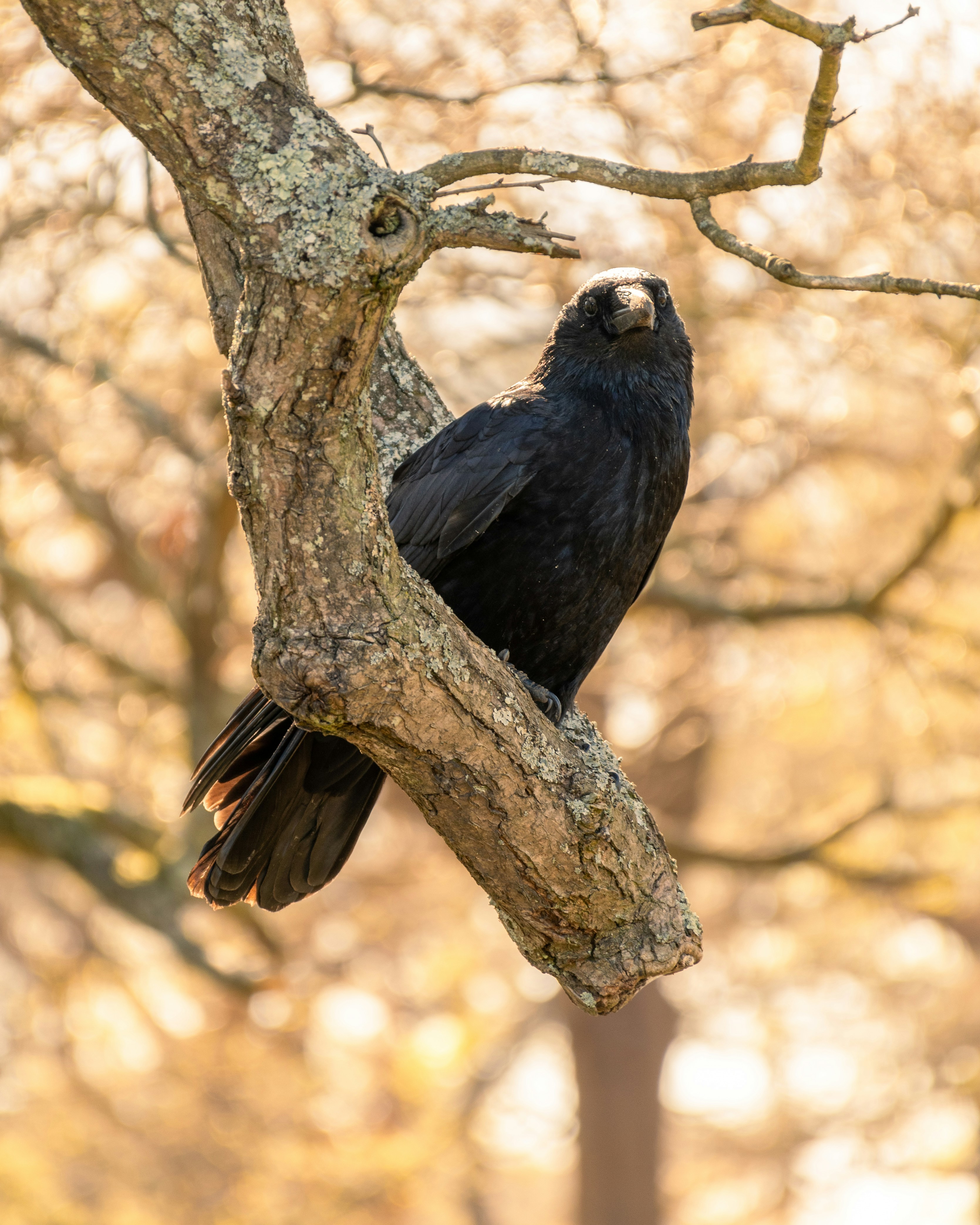 black bird on brown tree branch during daytime
