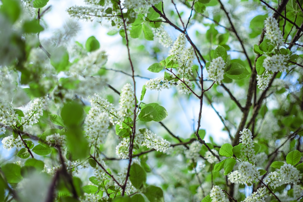 green leaf tree during daytime