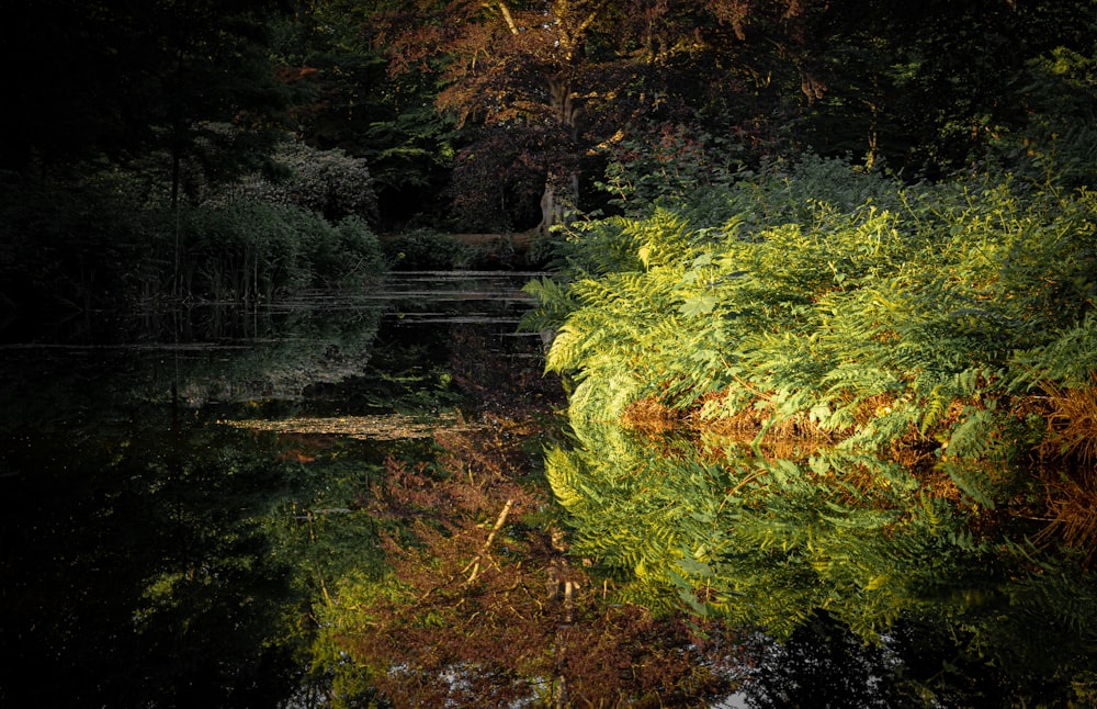 green and yellow plants on river